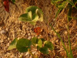 2013-07-20_Regina-F-Rau_Kochel-Rabenkopf (467).JPG